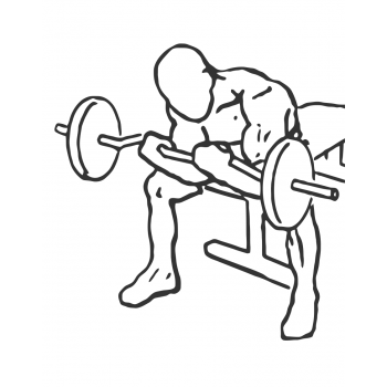Seated Close-Grip Concentration Barbell Curl - Step 2
