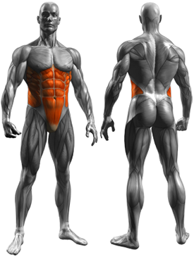 Abdominal 4 Point Drawing In - Muscles Worked