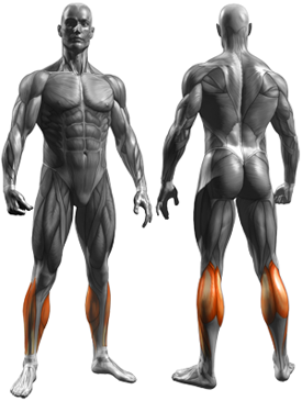Standing Calf Raises - Muscles Worked