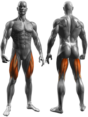 Thigh Adductor - Muscles Worked