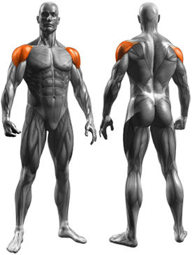 Dumbbell Lying Rear Lateral Raise - Muscles Worked