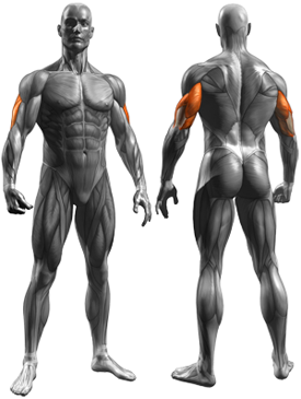Standing Dumbbell Triceps Extension - Muscles Worked